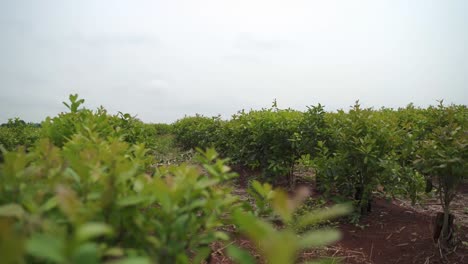 Slow-motion-view-of-the-agroforestry-fruit-tree-farming-yerba-mate