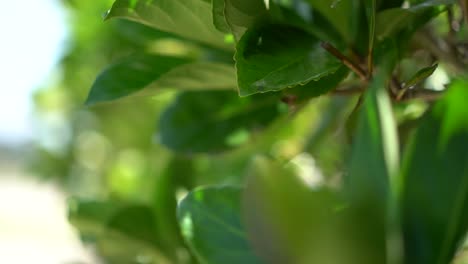 Close-up-pull-back-through-vibrant-green-leafy-foliage-with-soft-bokeh-focus