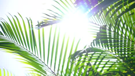 Bright-sunlight-shining-through-lush-palm-tree-leaves-in-tropical-climate