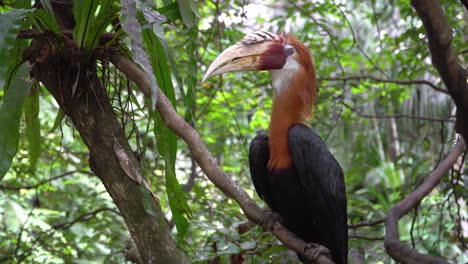 Großer-Erwachsener-Männlicher-Rhyticeros-Plicatus,-Blyth-Nashornvogel,-Vögel-Und-Wildtiere-Von-Neuguinea