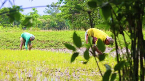 Bauern-Pflanzen-Setzlinge-In-Reisfeldern-Im-Ländlichen-Bangladesch