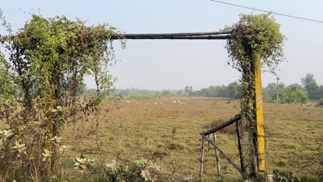 A-scenery-of-an-empty-ground-and-goal-post-in-village-with-some-birds-on-it-during-daytime-in-summer-in-Bengal,-India