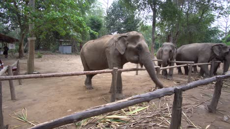 Elefantes-En-Reserva-Protegida-Esperando-Comida-De-Los-Turistas.