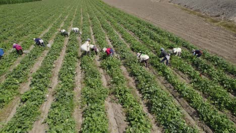 Course-Lock-Shot-Of-Farmers-Harvesting-In-Agriculture-Field,-Countryside,-Ica,-Peru
