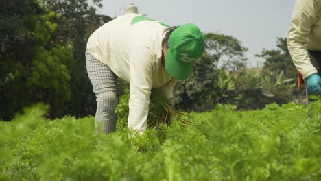 Knee-Level-Shot-Of-Farmers-Harvesting-In-Green-Agriculture-Field-Near-Building,-Sierra,-Peru