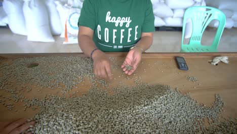 Green-raw-coffee-beans-being-sorted-out-by-women-hand