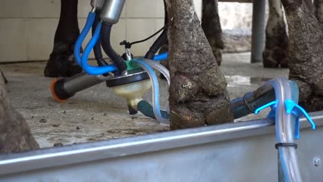 Hydraulic-equipment-to-automatic-milking-of-cows