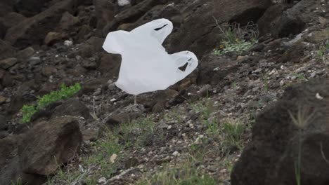 Fliegende-Plastiktüten,-Die-Vom-Wind-Am-Strand-Von-Oahu-In-Hawaii-Geschoben-Werden-–-Mittlere-Kamerafahrt