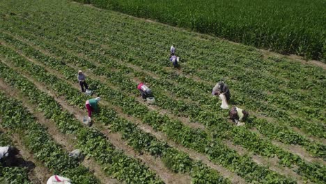 Low-Orbit-Shot-Of-Farmers-Harvesting-In-Agriculture-Field,-Countryside,-Ica,-Peru