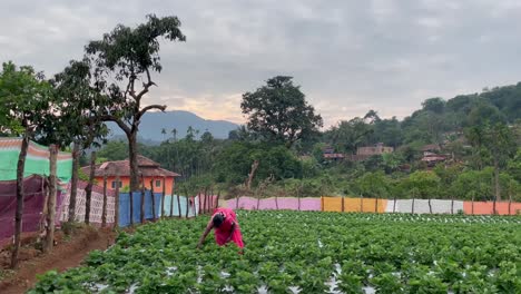 Indische-Frau-Auf-Einer-Erdbeerfarm-In-Der-Nähe-Eines-Ländlichen-Dorfes-Im-Süden-Von-Goa,-Indien