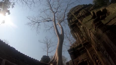 Tilt-down-of-a-tree-in-Ta-Prohn-Temple-with