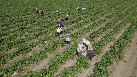 Orbit-Shot-Of-Farmers-Harvesting-In-Agriculture-Land,-Countryside,-Ica,-Peru
