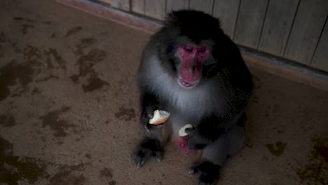 Alpha-monkey-in-kyoto-monkey-park