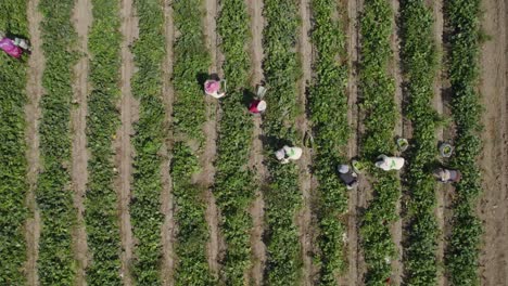 Overhead-Shot-Of-Farmers-Harvesting-In-Agriculture-Field,-Countryside,-Ica,-Peru