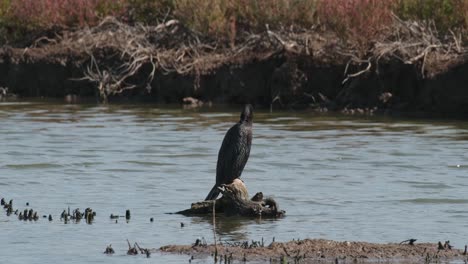 Standing-on-mangrove-stump-as-it-shakes-and-turns-it's-head,-Little-Cormorant-Microcarbo-niger,-Thailand