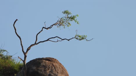 Un-árbol-Casi-Desnudo-Visto-En-La-Cima-De-Una-Colina-Junto-A-Una-Roca-Con-Un-Cielo-Azul-Súper-Encantador,-Tailandia