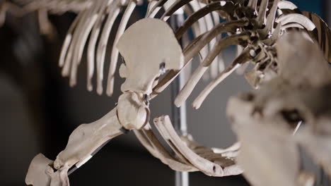 Fin-bone-on-a-Basilosaurus-dinosaur-skeleton-on-display
