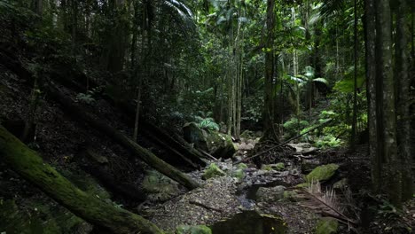 A-moss-covered-pristine-jungle-stream-hidden-deep-in-a-tropical-rainforest-mountain-range