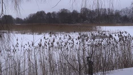 A-frozen-river,-with-reeds-on-the-bank-on-a-cloudy-day