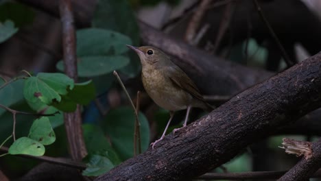 Facing-to-the-left-motionless-as-the-camera-zooms-out-a-windy-scenario-in-the-forest,-Siberian-Blue-Robin-Larvivora-cyane-Female,-Thailand