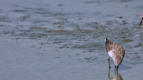 Close-capture-of-this-bird-feeding-at-a-mudflat-as-it-goes-out-to-the-right,-Red-necked-Stint-Calidris-ruficollis,-Thailand