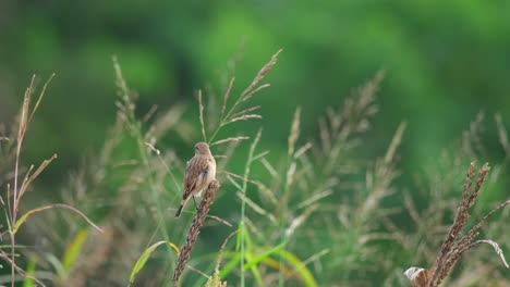 Seen-preening-itself-while-on-top-of-a-dried-grass-flower-moving-with-the-wind-in-the-morning,-Amur-Stonechat-or-Stejneger's-Stonechat-Saxicola-stejnegeri,-Thailand