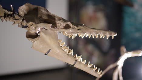 Esqueleto-De-Dinosaurio-Basilosaurus-En-Exhibición-Vista-Del-Cráneo