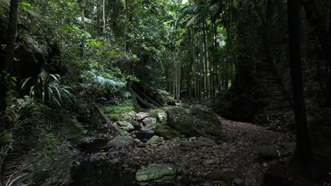 Slowly-moving-down-a-moss-covered-tropical-stream-hidden-deep-amongst-a-pristine-rainforest-mountain-range
