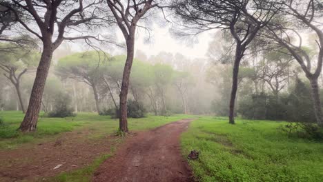 Walking-along-a-muddy-trail-leading-into-a-misty-forest