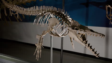 Esqueleto-De-Dinosaurio-Basilosaurus-En-Exhibición-En-Plano-Completo.