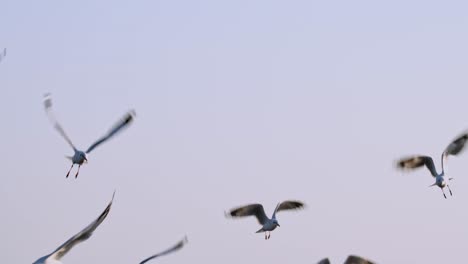 Flying-in-circles-towards-the-camera-during-the-afternoon-while-the-sun-is-setting,-Seagulls,-Thailand