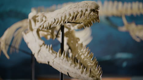 Aquatic-Dinosaur-bones-on-display-panning-reveal