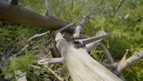 Backward-shot-of-broken-tree-in-the-forest
