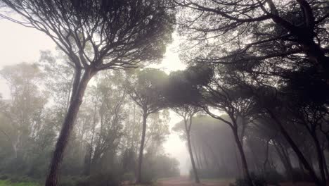 Walking-through-a-foggy-woodland-while-looking-up-at-the-trees-in-the-hazy-morning-light