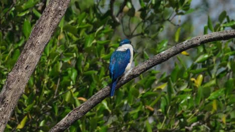 Facing-to-the-right-moving-it's-head-around-as-seen-from-its-back-while-the-camera-zooms-out,-Collared-Kingfisher-Todiramphus-chloris,-Thailand
