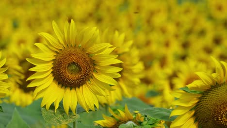 Ocean-of-yellow-flowers-moving-with-the-morning-sun,-Common-Sunflower-Helianthus-annuus,-Thailand