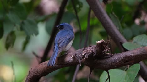 Facing-to-the-left-as-seen-from-its-back-and-then-looks-towards-the-forest-and-back,-Indochinese-Blue-Flycatcher-Cyornis-sumatrensis-Male,-Thailand