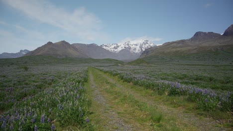 Eine-Malerische-Route-Durch-Ein-Tal-Mit-Wunderschönen-Lupinenblüten-Und-Isländischen-Gletscherbergen-In-Der-Ferne