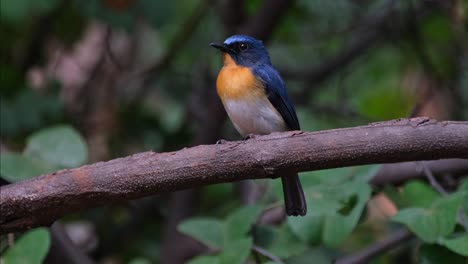 Facing-to-the-left-chirping-as-the-camera-zooms-out-and-slides-to-the-right-a-little,-Indochinese-Blue-Flycatcher-Cyornis-sumatrensis-Male,-Thailand