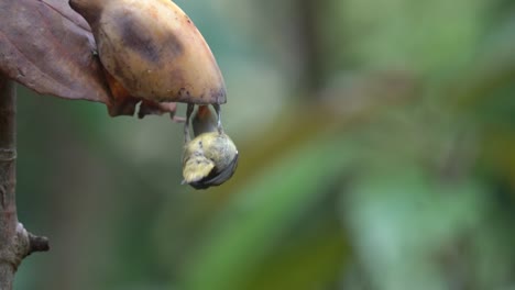 Orangenbäuchiger-Blumenspechtvogel,-Der-Früchte-Frisst