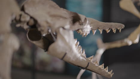 Basilosaurus-dinosaur-skeleton-on-display-panning-close-up-face