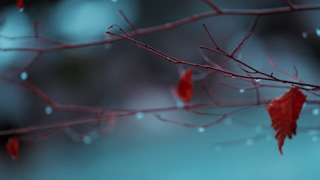 Enchanting-close-up-of-vibrant-red-leaves-under-gentle-rainfall,-with-the-serene-Weisse-Lütschine-river-softly-blurred-in-the-background,-encapsulating-a-peaceful-winter-moment