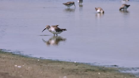 Excitingly-foraging-for-its-favorite-food-at-a-saltpan-with-seawater,-Curlew-Sandpiper-Calidris-ferruginea,-Thailand