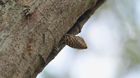 Looking-out-observing-its-surroundings-and-then-falls-asleep,-Head-extended-out-of-the-nest-then-closes-its-eyes-to-fall-asleep,-Clouded-Monitor-Lizard-Varanus-nebulosus,-Thailand