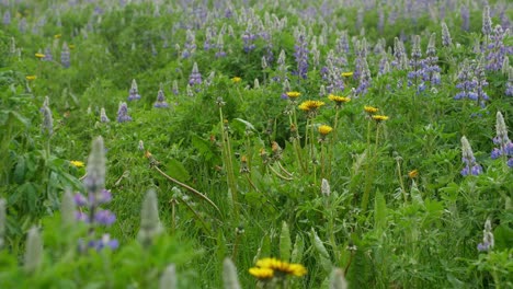 A-close-up-of-beautiful-colorful-lupine-and-dandelion-flowers-in-a-lush-meadow-gently-swaying-in-the-breeze
