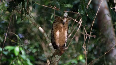 Turning-its-head-from-the-back-facing-towards-the-camera-and-around-while-perched-on-a-broken-branch,-Buffy-Fish-Owl-Ketupa-ketupu,-Thailand