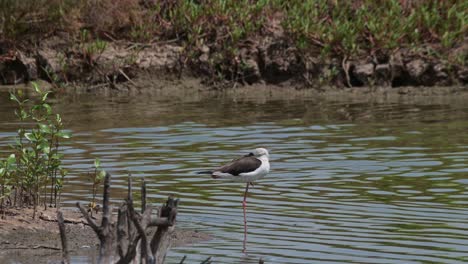 Zoom-out-of-this-bird-resting-standing-with-one-leg-in-the-water,-Black-winged-Stilt-Himantopus-himantopus,-Thailand