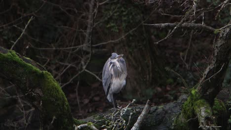 A-Grey-Heron,-Ardea-cinerea,-perched-on-fallen-trunk-at-edge-of-lake