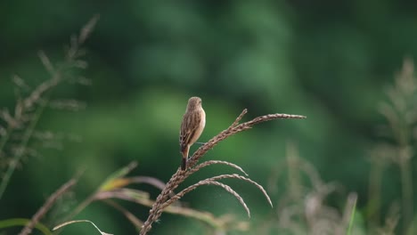 Looking-straight-to-the-camera-while-on-top-of-a-grass-then-turns-it's-head-around,-Amur-Stonechat-or-Stejneger's-Stonechat-Saxicola-stejnegeri,-Thailand