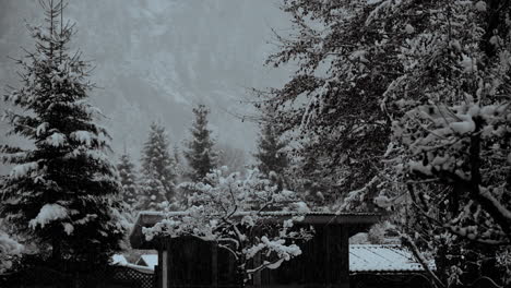 Sanfter-Schneefall-In-Lauterbrunnen,-Schweiz,-Mit-Der-Eleganz-Von-Schneeflocken,-Die-Vor-Dem-Hintergrund-Malerischer-Bäume-Herabrieseln-Und-Ein-Friedliches-Winterwunderland-Verkörpern